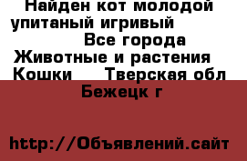 Найден кот,молодой упитаный игривый 12.03.2017 - Все города Животные и растения » Кошки   . Тверская обл.,Бежецк г.